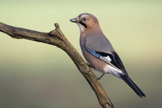 Eurasian Jay (Garrulus glandarius), Saxony-Anhalt, Germany