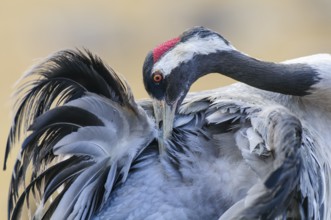 Common Crane (Grus grus) preening, Sweden