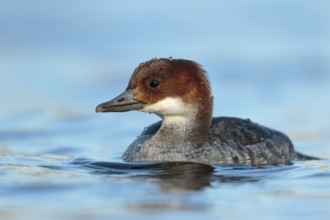 Smew (Mergellus albellus) female, Utrecht, Netherlands