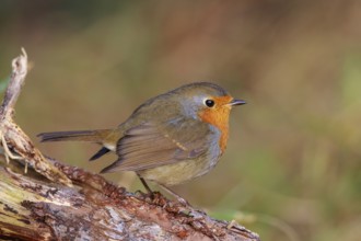 European Robin (Erithacus rubecula), North Rhine-Westphalia, Germany
