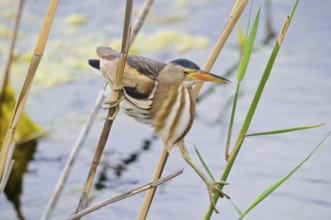 Zwergdommel (Ixobrychus minutus) Little Bittern