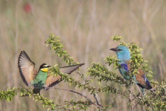 European Bee-eater & European Roller (Merops apiaster & Coracias garrulus), Bulgaria