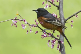 Orchard Oriole (Icterus spurius) male, Ohio, USA