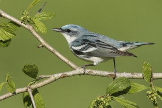Cerulean Warbler (Setophaga cerulea), Michigan, USA