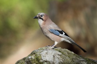 Eurasian Jay (Garrulus glandarius), Switzerland
