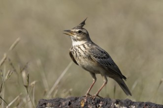Malabar Lark (Galerida malabarica) singing, Goa, India
