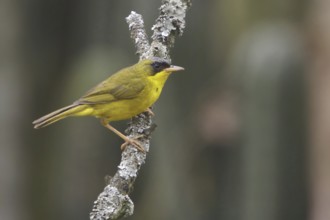 Masked Yellowthroat (Geothlypis aequinoctialis), Lomas de Lachay Reserve, Peru
