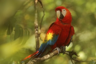 Red parrot Scarlet Macaw, Ara macao, bird sitting on the branch with food, Amazon, Brazil. Wildlife