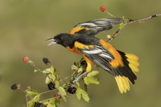 Baltimore Oriole (Icterus galbula) male, Texas, USA