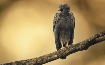 Juveniler Königsgeier (Sarcoramphus papa)