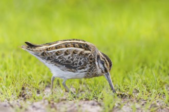 Zwergschnepfe, Lymnocryptes minimus Jack Snipe, Lymnocryptes minimus