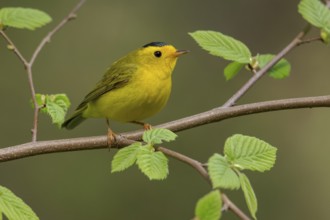 Wilsons Warbler (Wilsonia pusilla)perched on a branch in Victoria, BC, Canada