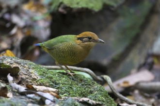 Bar-bellied Pitta (Hydrornis elliotii) female perched on the ground, Cuc Phuong, Vietnam