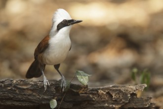 White-crested Laughingthrush (Garrulax leucolophus), Kaeng Krachan, Thailand
