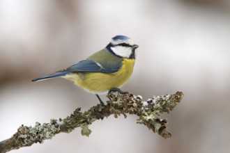 Eurasian Blue Tit (Cyanistes caeruleus), Utrecht, Netherlands