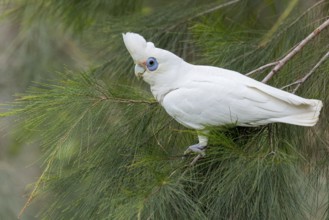 Little Corella (Cacatua sanguinea) perched on a branch in eastern Australia