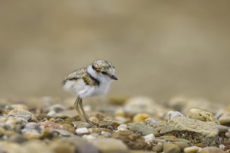Little Ringed Plover (Charadrius dubius) chick, North Rhine-Westphalia, Germany