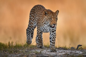 Leopard golden grass sunset, Savuti, Chobe NP, in Botswana, Africa. Big spotted cat in the wild