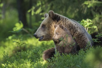 Eurasian Brown Bear (Ursus arctos) mother with cubs in forest, Finland