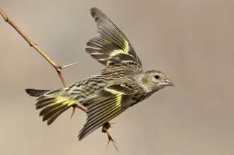 Pine Siskin (Spinus pinus) flying, New Mexico, USA