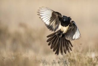 Eurasian magpie (Pica pica) flying, Castile-La Mancha, Spain