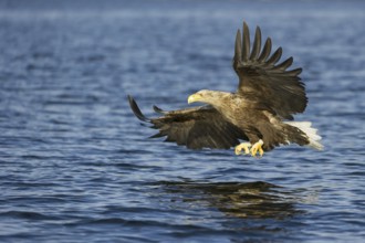 White-tailed Eagle (Haliaeetus albicilla) flying, Nord-Trondelag, Norway