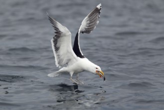 Mantelmöwe; lat. Larus marinus; nimmt im Flug von der Wasseroberfläche einen Fisch auf;
