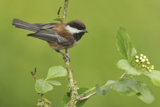 Chestnut-backed Chickadee (Poecile rufescens), British Columbia, Canada