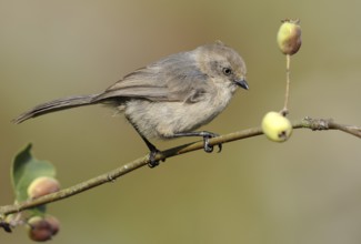 American Bushtit (Psaltriparus minimus), Canada