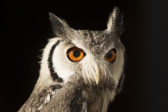 Southern White-faced Owl (Ptilopsis granti) captive, Germany