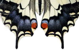 Old World Swallowtail ~ wings detail ~ Galicia, Spain