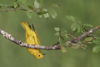 American Yellow Warbler (Setophaga aestiva), Texas, USA