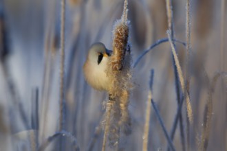 Bearded Reedling (Panurus biarmicus) male feeding on cattail seed, Thuringia, Germany