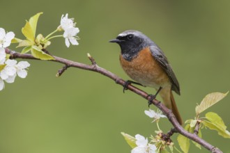 Common Redstart (Phoenicurus phoenicurus) male perched on a flowering twig, Poland