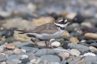 Common Ringed Plover (Charadrius hiaticula), Wales, United Kingdom