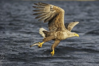 White-tailed Eagle (Haliaeetus albicilla) flying, Nord-Trondelag, Norway