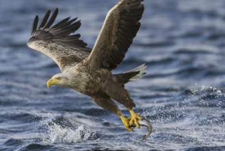 White-tailed Eagle (Haliaeetus albicilla) flying, Nord-Trondelag, Norway