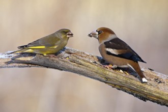 European Greenfinch & Hawfinch (Chloris chloris & Coccothraustes coccothraustes), Saxony-Anhalt,