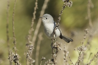 Blue-grey Gnatcatcher (Polioptila caerulea), California, USA
