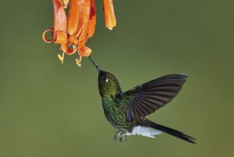 Tourmaline Sunangel (Heliangelus exortis) flying while feeding on flower nectar, Ecuador