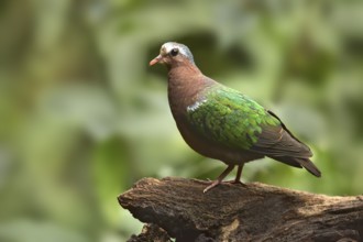 Common Emerald Dove (Chalcophaps indica) perched on a log, Yunnan, China