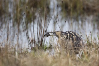 Eurasian Bittern (Botaurus stellaris) foraging, Burgenland, Austria