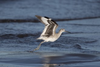 Willet (Tringa semipalmata inornata) taking flight, Santa Rosa, Guatemala