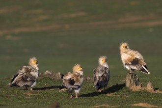 Egyptian Vulture (Neophron percnopterus), Castile-La Mancha, Spain