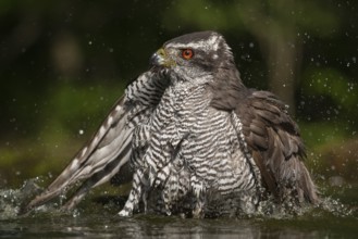Northern Goshawk (Accipiter gentilis) bathing at a waterhole, Subotica, Serbia