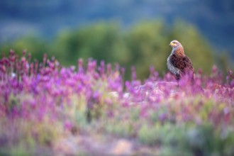 Black Kite (Milvus migrans) amongst flowers, Madrid, Spain