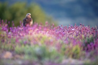 Black Kite (Milvus migrans) amongst flowers, Madrid, Spain