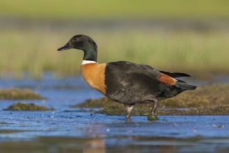 Australian Shelduck (Tadorna tadornoides) male, Victoria, Australia