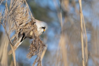 Bearded Reedling (Panurus biarmicus) male feeding on reed seed, Thuringia, Germany