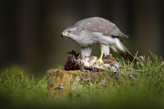 Goshawk with catch, killed Common Pheasant